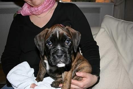 Boxer Cæsar billede 9