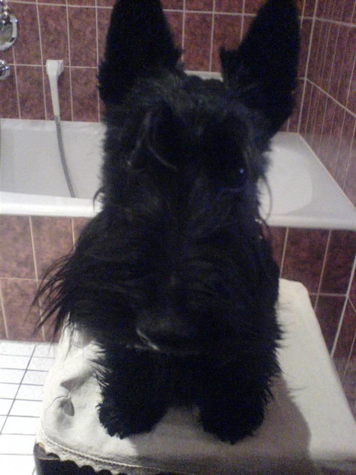 Skotsk terrier Sofiendals Dixie - Dixie billede 12