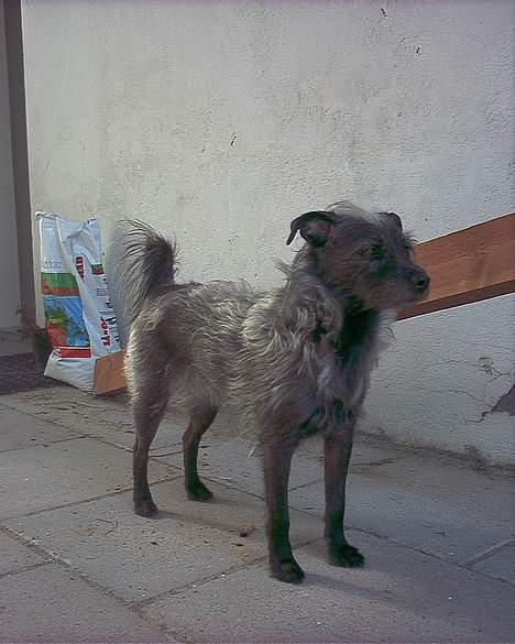 Blanding af racer Strit - er jeg ikke sød? Står lige op passer på der ikke kommer nogen uvedkommende billede 1