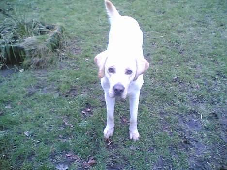 Labrador retriever Rynke - Hej vil du lege? billede 1