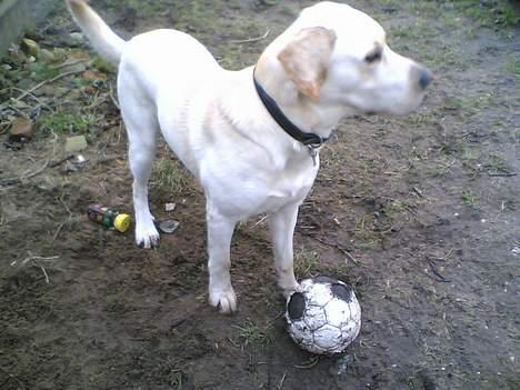 Labrador retriever Rynke - Grrr! Hvem kommer?! Der er min bold! billede 2