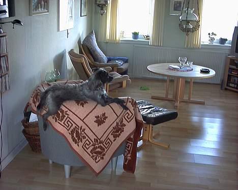 Blanding af racer Strit - min yndlingsplads, så kan jeg se hvad der kommer på gaden billede 2