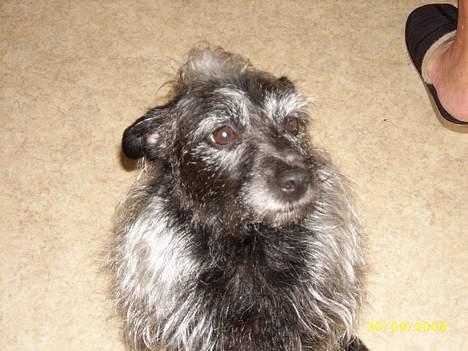 Blanding af racer Strit - man skulle tro jeg var en løve billede 3