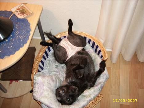 Blanding af racer Strit - Jeg er godt nok lidt flov, men jeg er altså i løbetid billede 4