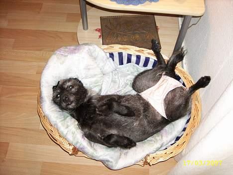 Blanding af racer Strit - det er min måde at sove på, er lidt træls at blive vækket af blitz billede 5