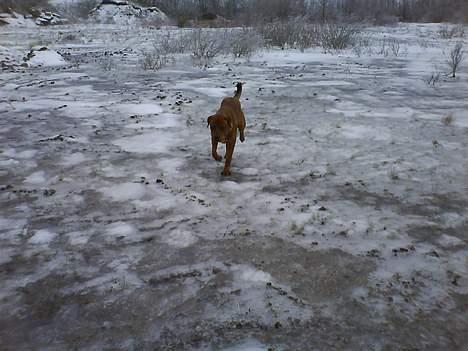 Blanding af racer Maximus - Maximus på glat is. billede 13