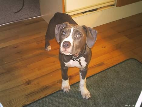 Amerikansk staffordshire terrier mishja billede 11