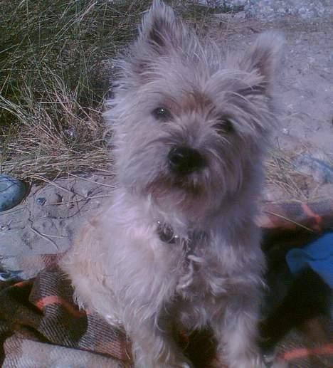 Cairn terrier Emsig billede 16