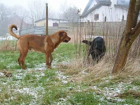 Blanding af racer Maximus - Basse og Maximus leger i marken. billede 14