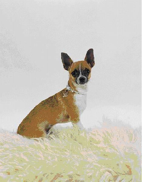 Chihuahua ;- Ricky-; - Fotograf: Henrik Christensen, Kærby Foto billede 7