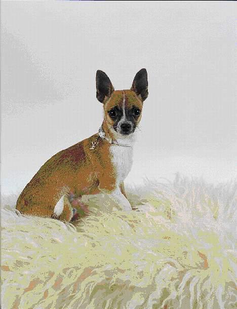 Chihuahua ;- Ricky-; - Fotograf: Henrik Christensen, Kærby Foto billede 8