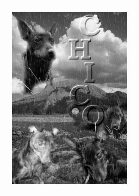 Dvaergpinscher Rødkilde's Chico - Lavet af marianne O... billede 17