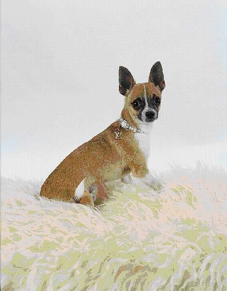 Chihuahua ;- Ricky-; - Fotograf: Henrik Christensen, Kærby Foto billede 9