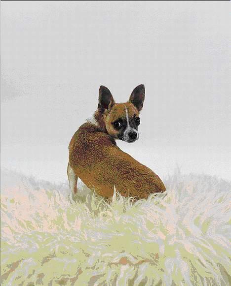 Chihuahua ;- Ricky-; - Fotograf: Henrik Christensen, Kærby Foto billede 10