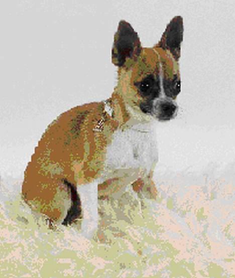 Chihuahua ;- Ricky-; - Fotograf: Henrik Christensen, Kærby Foto billede 11