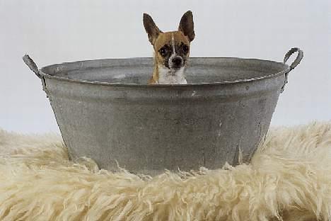 Chihuahua ;- Ricky-; - Fotograf: Henrik Christensen, Kærby Foto billede 12