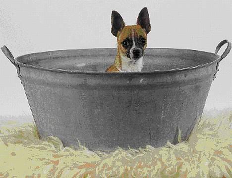 Chihuahua ;- Ricky-; - Fotograf: Henrik Christensen, Kærby Foto billede 13