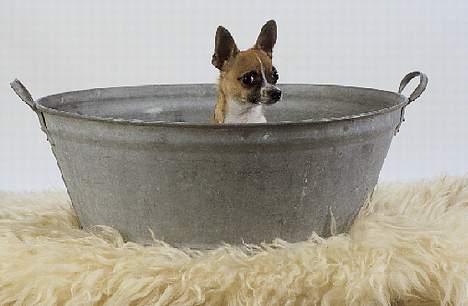 Chihuahua ;- Ricky-; - Fotograf: Henrik Christensen, Kærby Foto billede 14