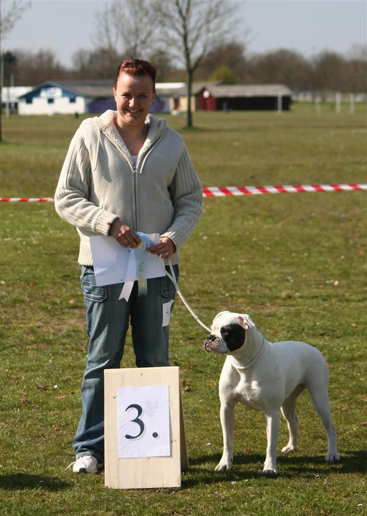 Amerikansk bulldog ¤ANNA¤  billede 16