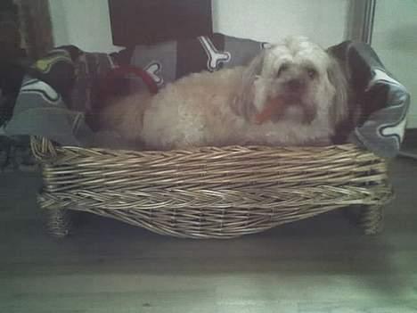 Shih tzu LUI - Lui i han´s nye seng billede 15