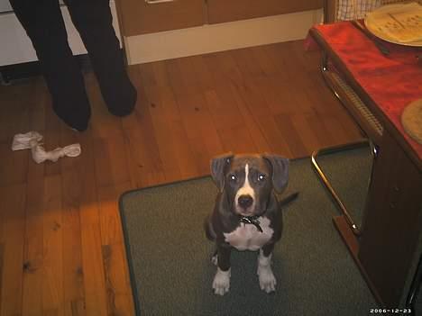 Amerikansk staffordshire terrier mishja billede 12