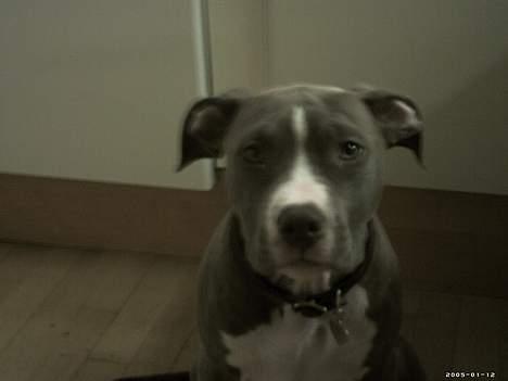 Amerikansk staffordshire terrier mishja billede 13