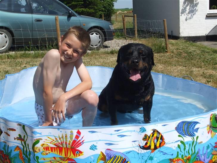 Rottweiler Marco´s Rico - rico og hans ven anton billede 7