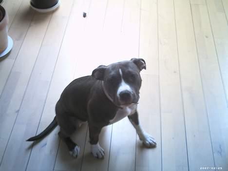 Amerikansk staffordshire terrier mishja billede 14