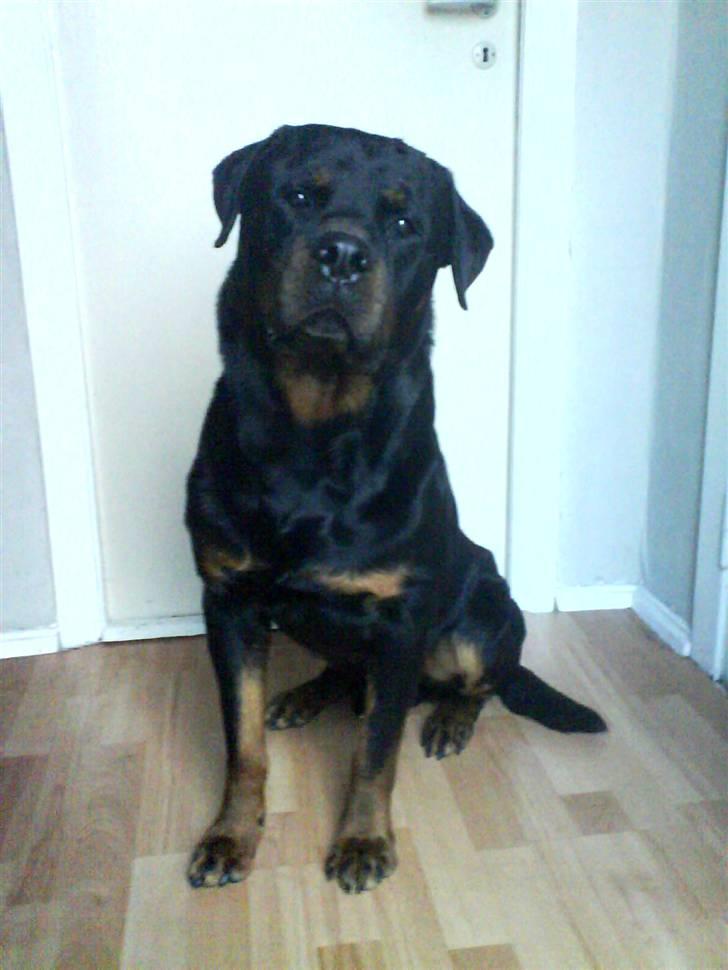 Rottweiler Marco´s Rico - er jeg ikke sød billede 8