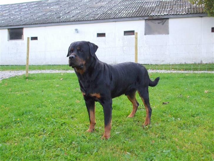 Rottweiler Marco´s Rico billede 9