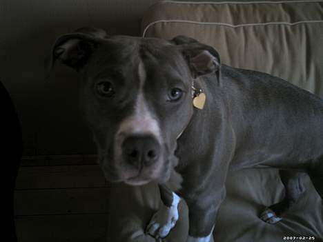 Amerikansk staffordshire terrier mishja billede 15