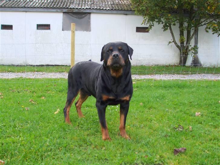 Rottweiler Marco´s Rico - hej billede 10