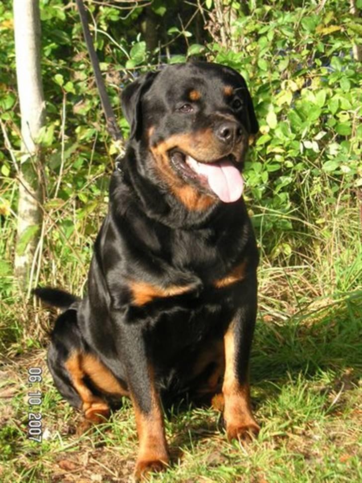Rottweiler Marco´s Rico billede 11
