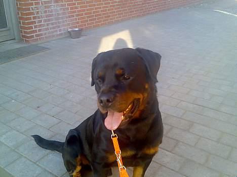 Rottweiler Marco´s Rico - rico glæder sig til at komme ind i svømme hallen *s* billede 12