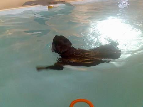 Rottweiler Marco´s Rico - hente piv..... billede 13