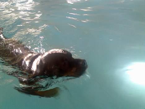 Rottweiler Marco´s Rico - svømme søvmme svømme billede 14
