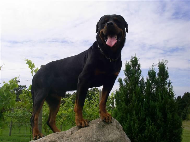 Rottweiler Marco´s Rico - ihh hvor er det dejligt billede 15