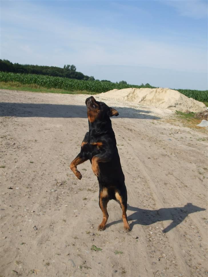 Rottweiler Marco´s Rico billede 16