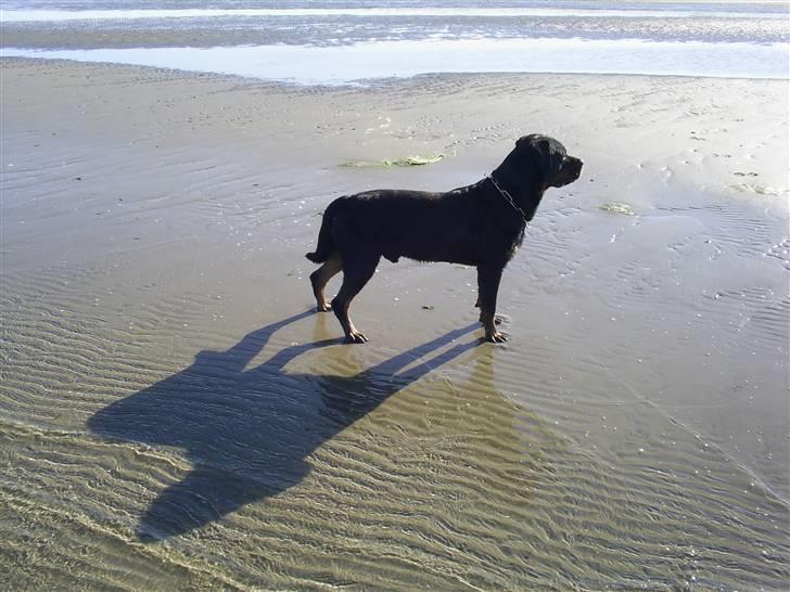 Rottweiler Marco´s Rico - en tur på stranden er godt :O) billede 17
