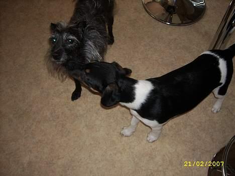 Blanding af racer Strit - Her er så min nye ven Bølle d.2.  billede 6