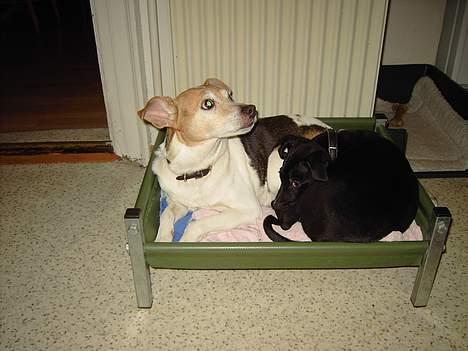 Blanding af racer Noah - Kan godt lide og ligge sammen med sille, det er rigtig hyggeligt.. billede 17