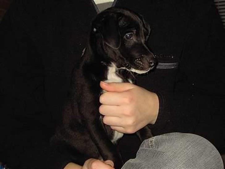 Blanding af racer Noah - Her er jeg så som lille billede 18