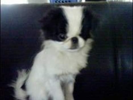 Japanese Daisy ( Hviler i Himlen ) - sidder lige og posere for kameraet.. det lykkedes da meget godt ik?? billede 10