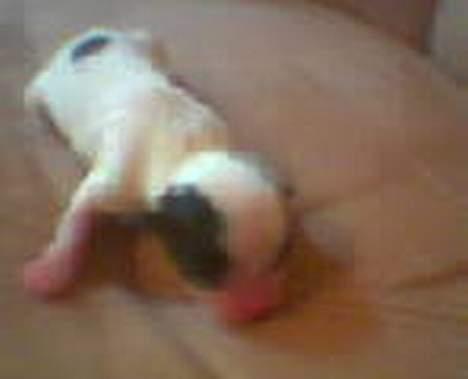 Japanese Daisy ( Hviler i Himlen ) - her er jeg kun 1 dag gammel... er ikke meget større end kattekilling billede 12