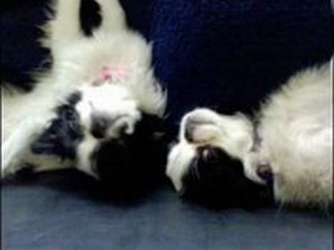 Japanese Daisy ( Hviler i Himlen ) - ligger og leger med min søster Tøsen billede 13