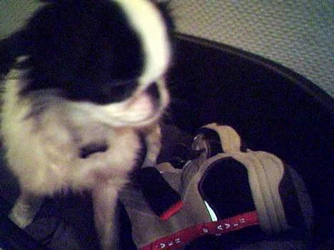 Japanese Daisy ( Hviler i Himlen ) - Jeg Stjal min ejers nevøs sko og prøvede at gemme den i kurven men de fandt den billede 14