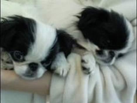 Japanese Daisy ( Hviler i Himlen ) - det er hårdt at være hvalp.... billede 15