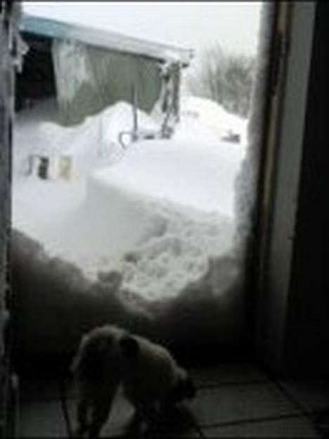 Japanese Daisy ( Hviler i Himlen ) - der er sørme sne derude billede 16