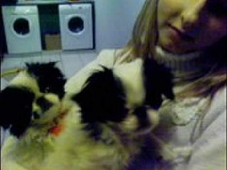 Japanese Daisy ( Hviler i Himlen ) - vi sidder lige og hygger ved mor billede 17