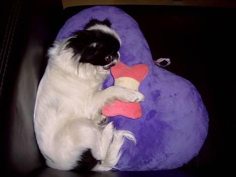 Japanese Tøsen - Elsker mit nye legetøj billede 8